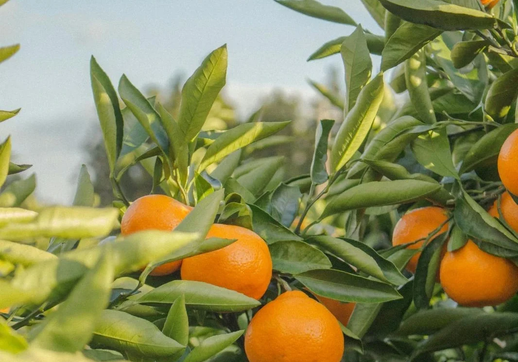 Orange alimentation équilibrée