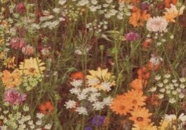 WhatsApp Image 2025-04-15 at 12.43.21